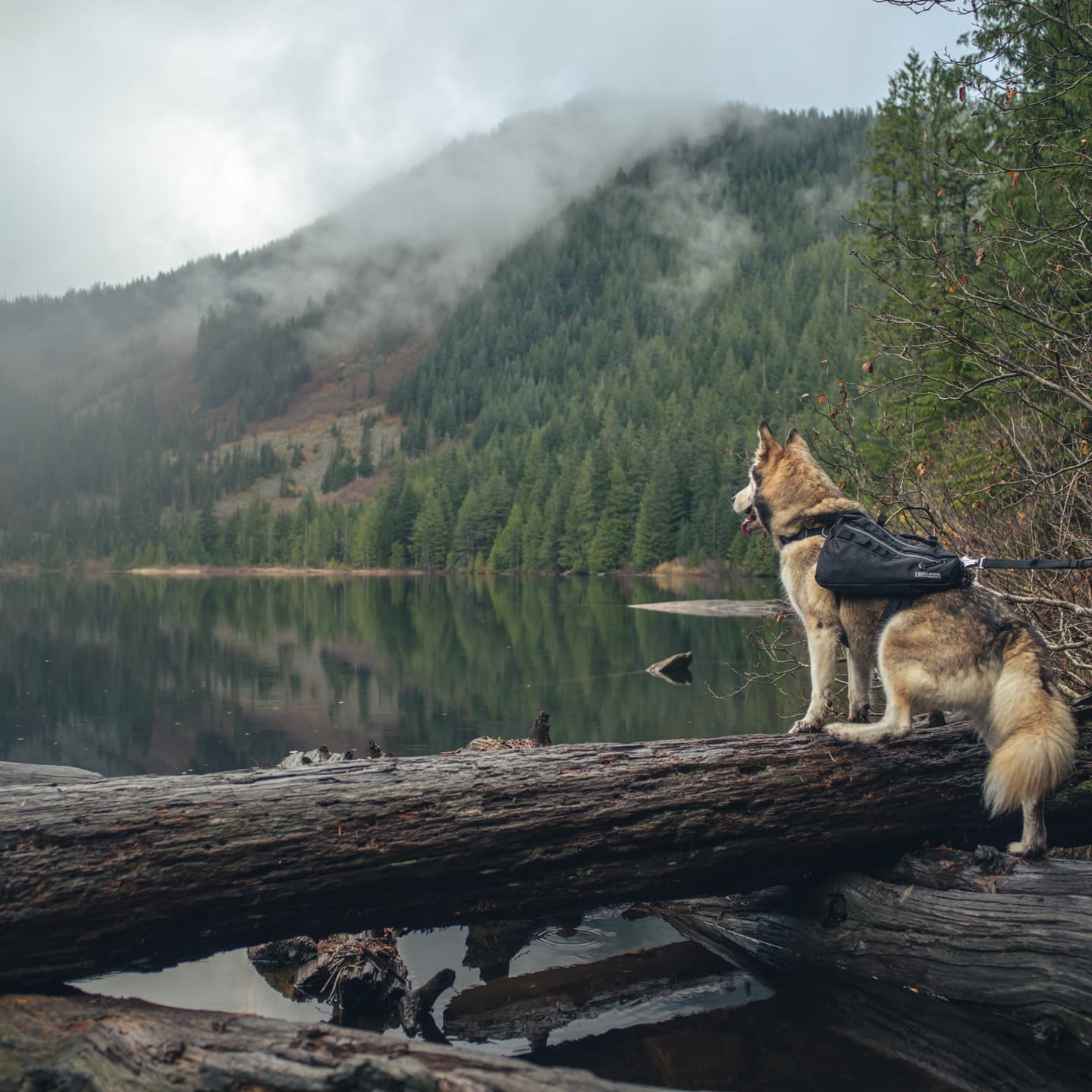 GMK November Fog - Last days for the GB! Ends Dec 1 11:59PM EST image 51