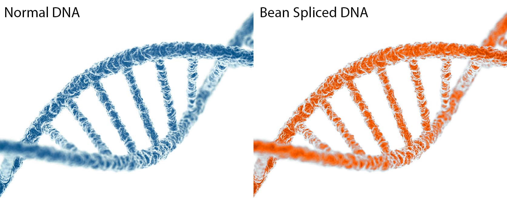 The Glorious Bean image 2