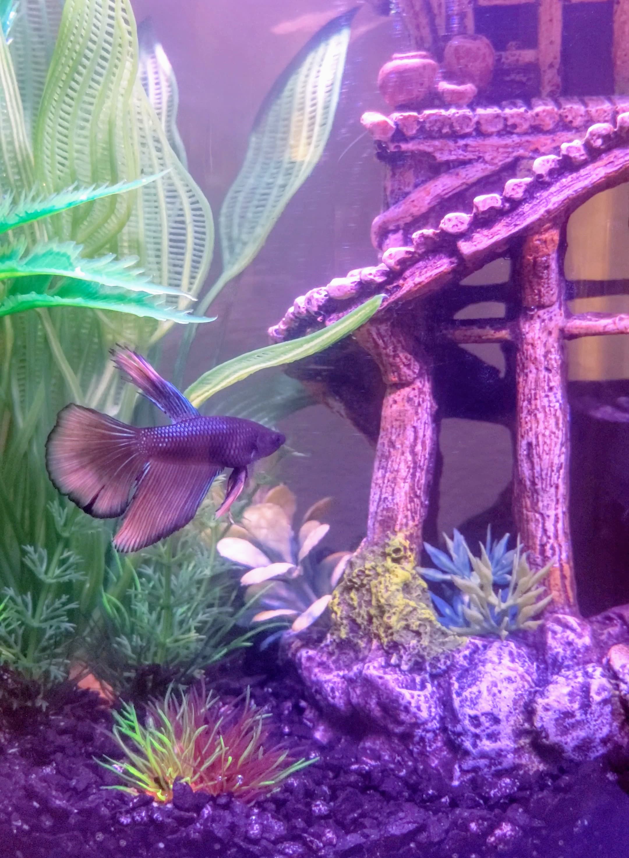 Whi65 | Round 2 Prototpyes Ordered | (9/4/2021 Update) image 62