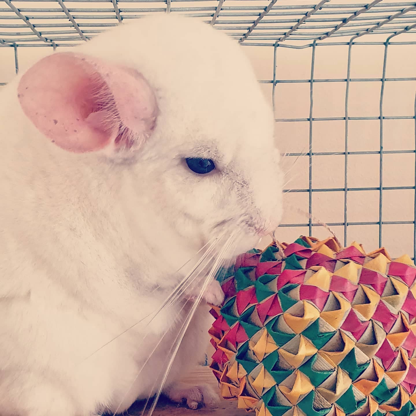 KAT Chinchillin - [GB] Is live