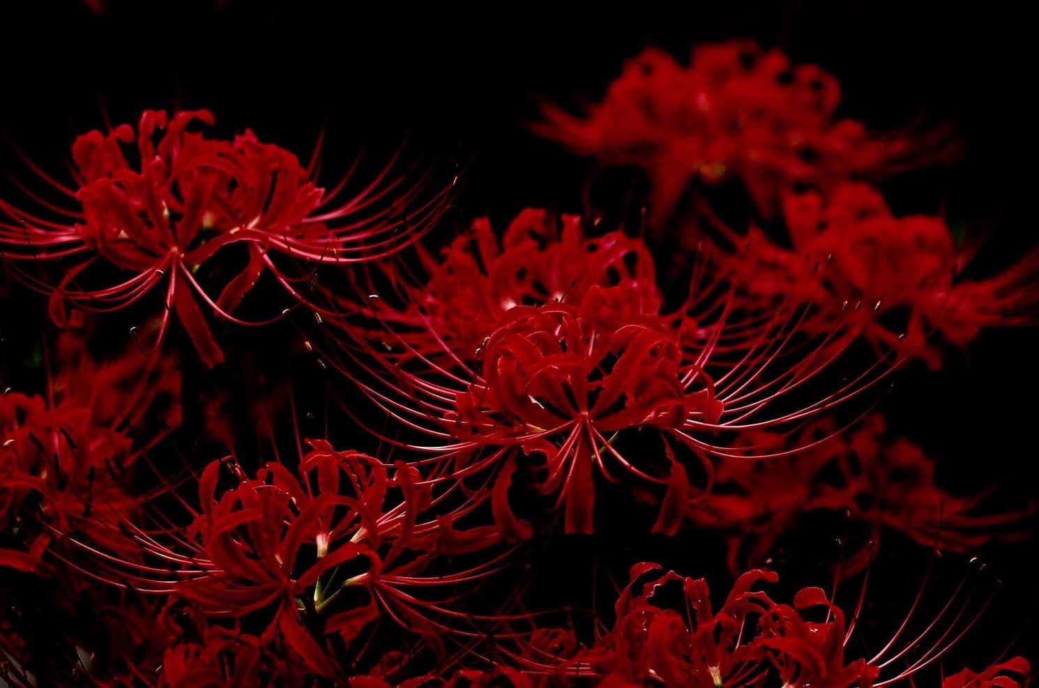 【IC】GMK Higanbana彼岸花 | GB Date update! image 2