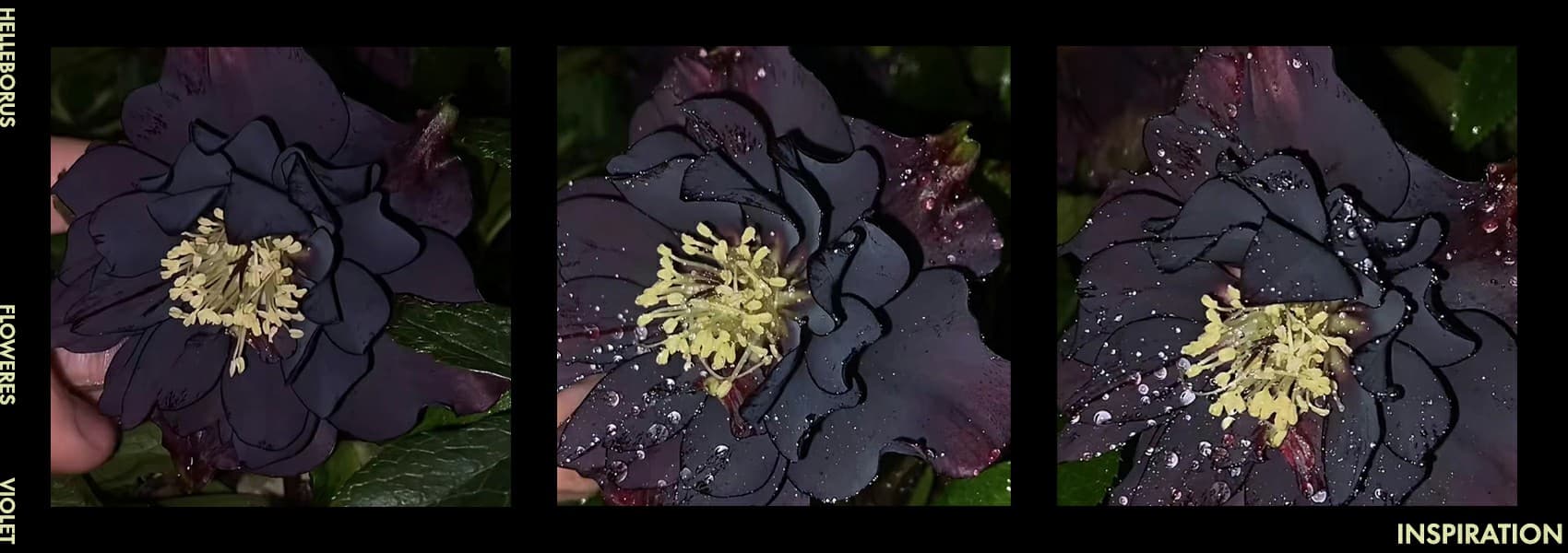 【IC】Key Kobo-Helleborus |Christmas Roses blooming in the dark night image 3