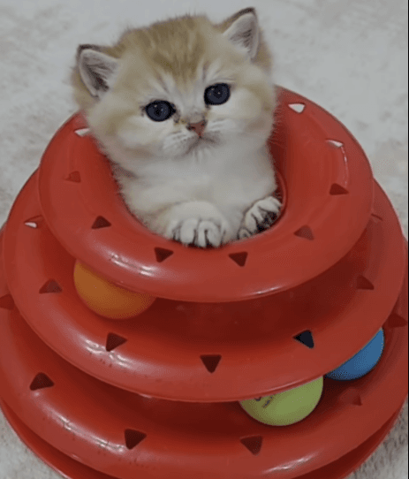 Play Tray | GB Completed