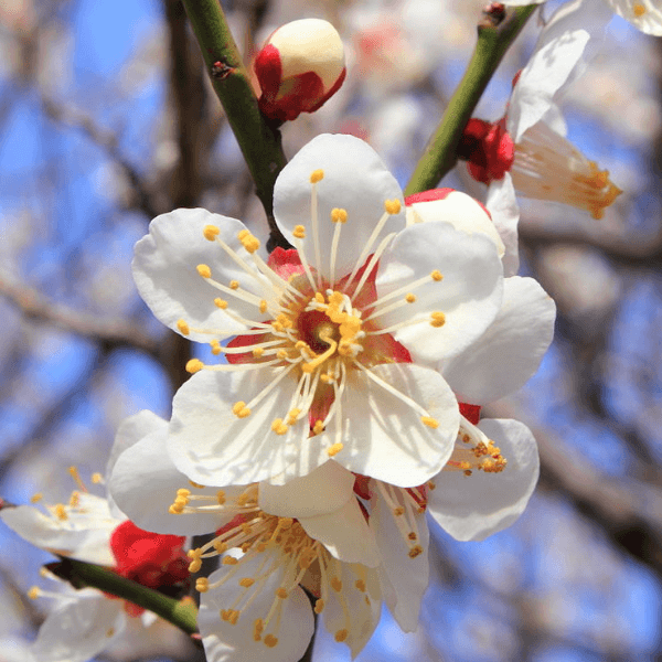 JTK Hanami (GB 4/25 TO 5/25) image 4
