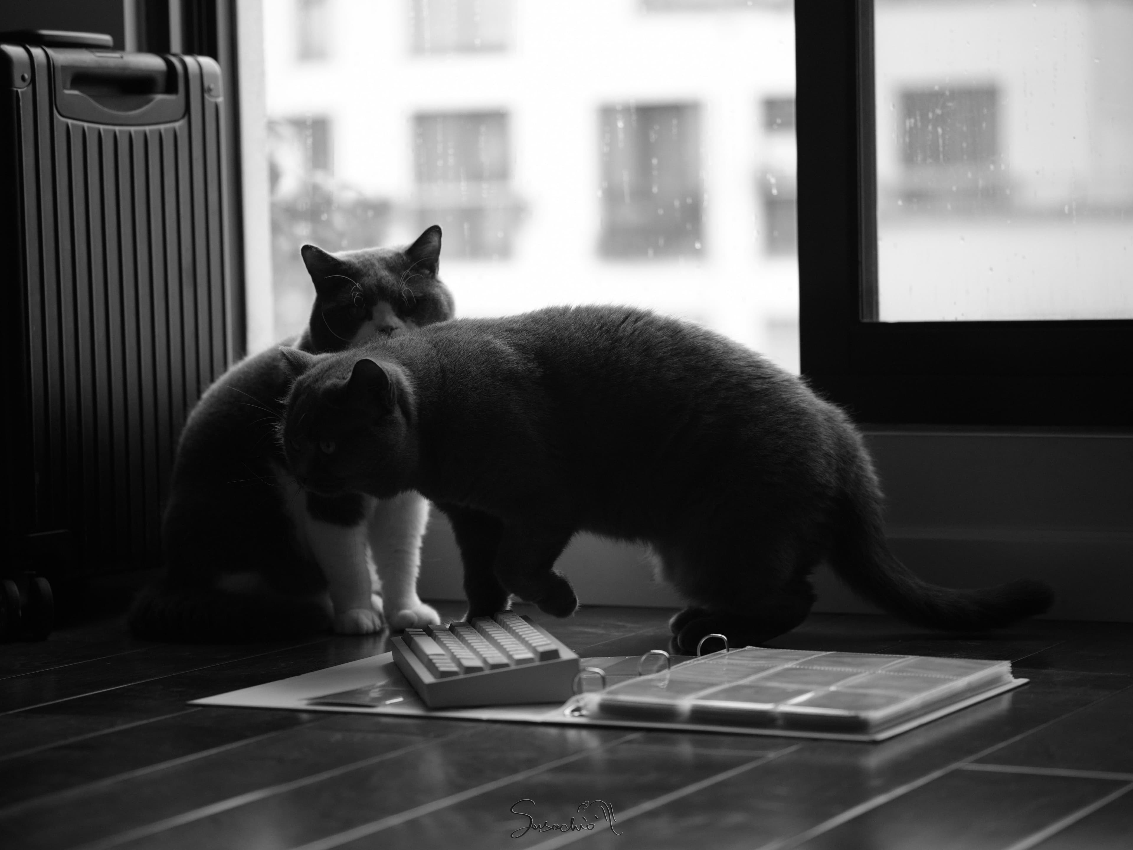 【IC】Zero-G Studio X DMK PBT theme keycap "Arrogant Cat" image 16