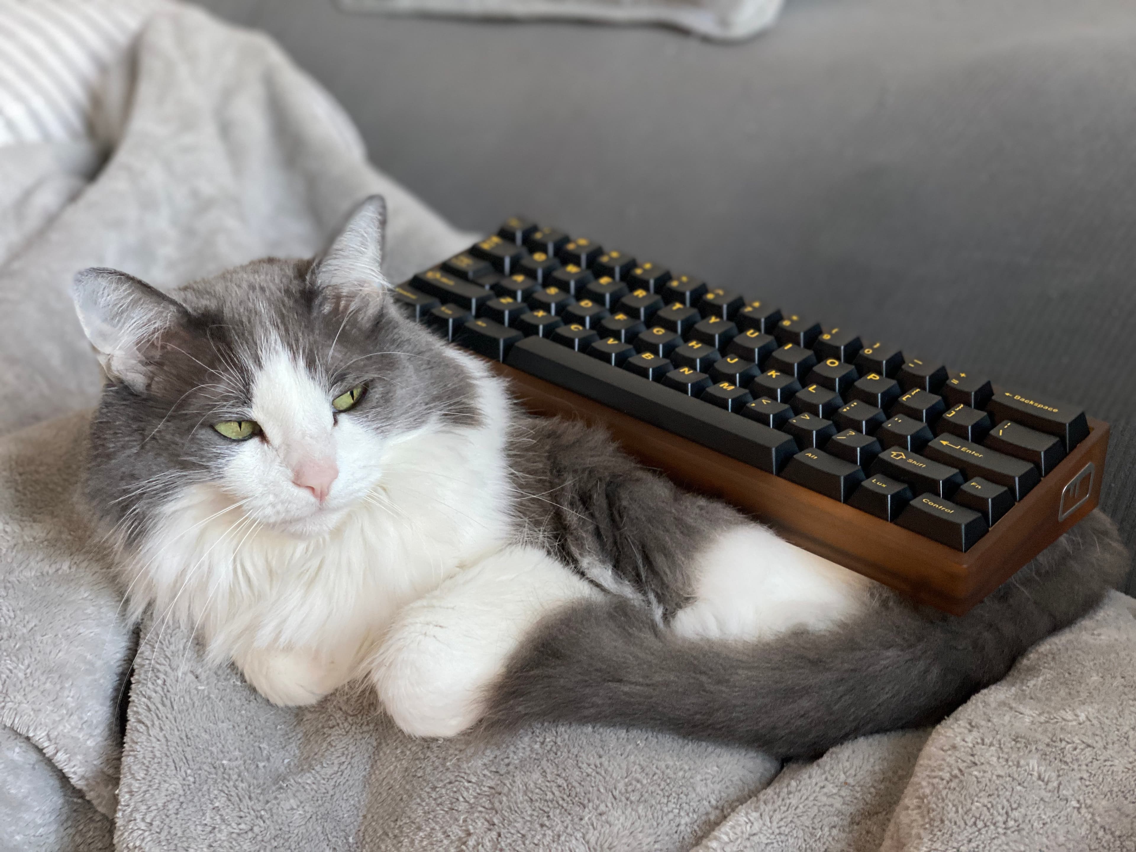 CAKE60_R1 🍰 COMPLETE 🍰 image 68