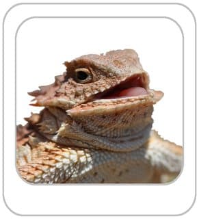 kmiller8's Dyesubs! image 14