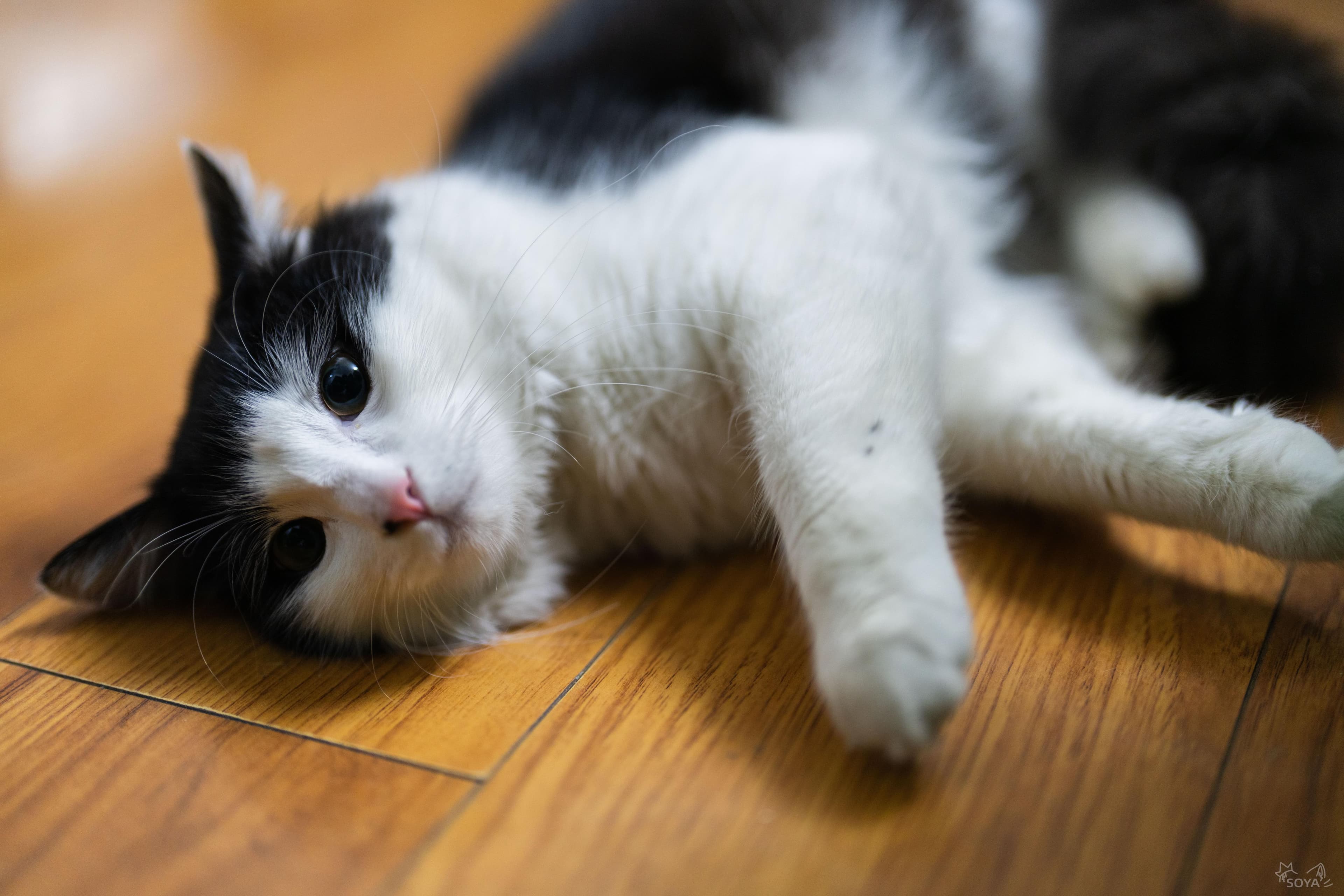 TUTKEYS C.C.C.C image 8