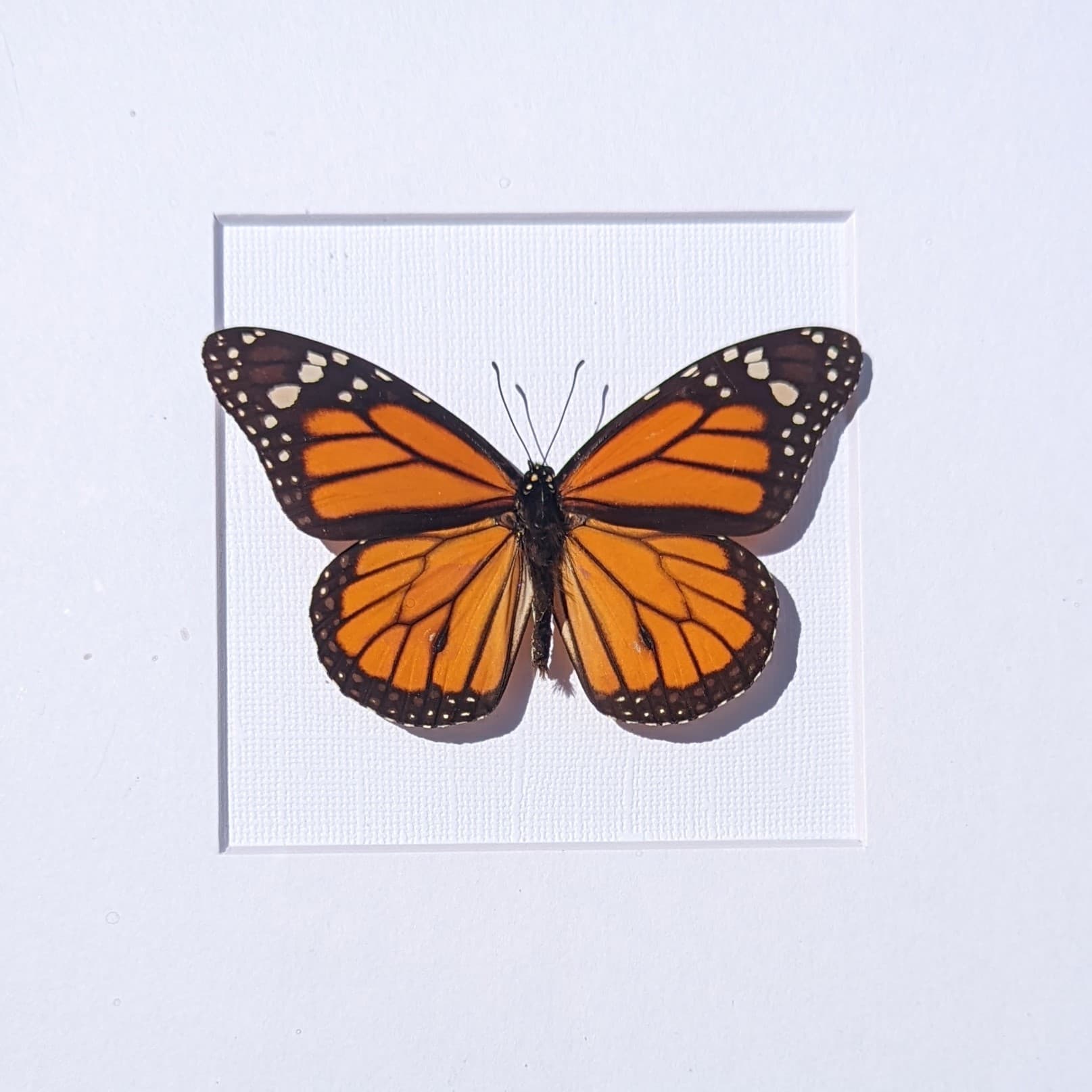 MW Pavilion | GB Cancelled, see 7/24/23 update for details image 4