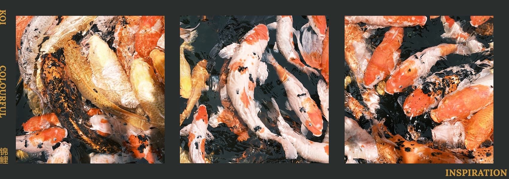 Koi | Sprite of the wishing pool image 2