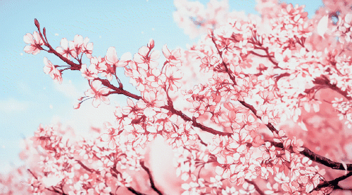 GMK Blossom (Shipping to customers/Photos)