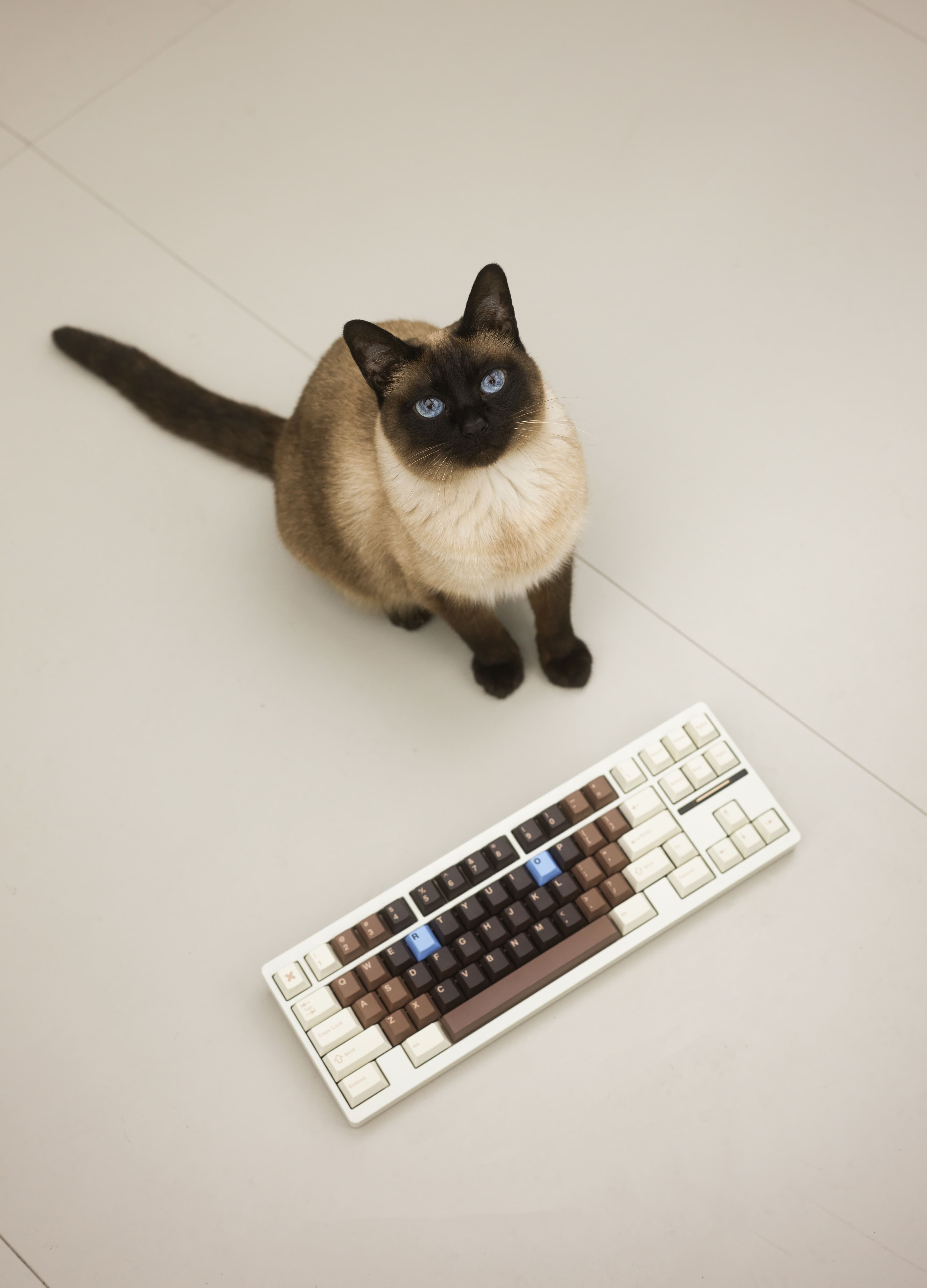 TUTKEYS Black Sugar Bobo Keycaps image 21