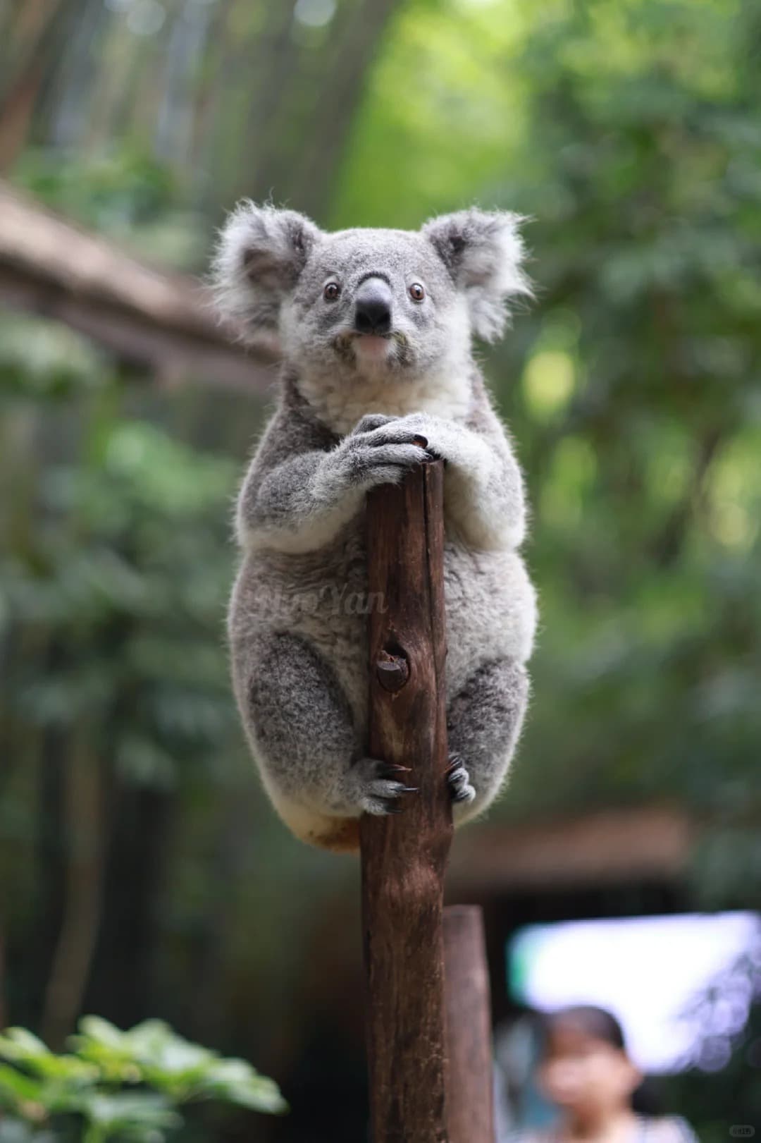 IDK - Koala image 3