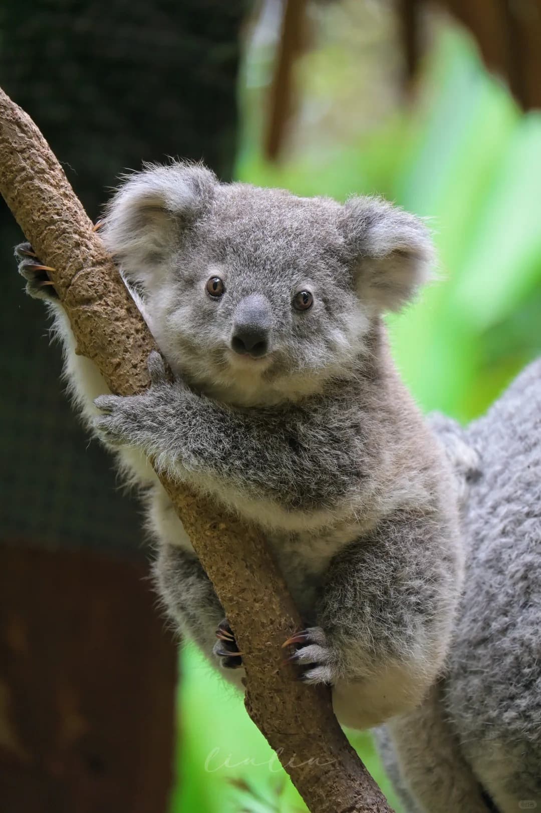 IDK - Koala image 2