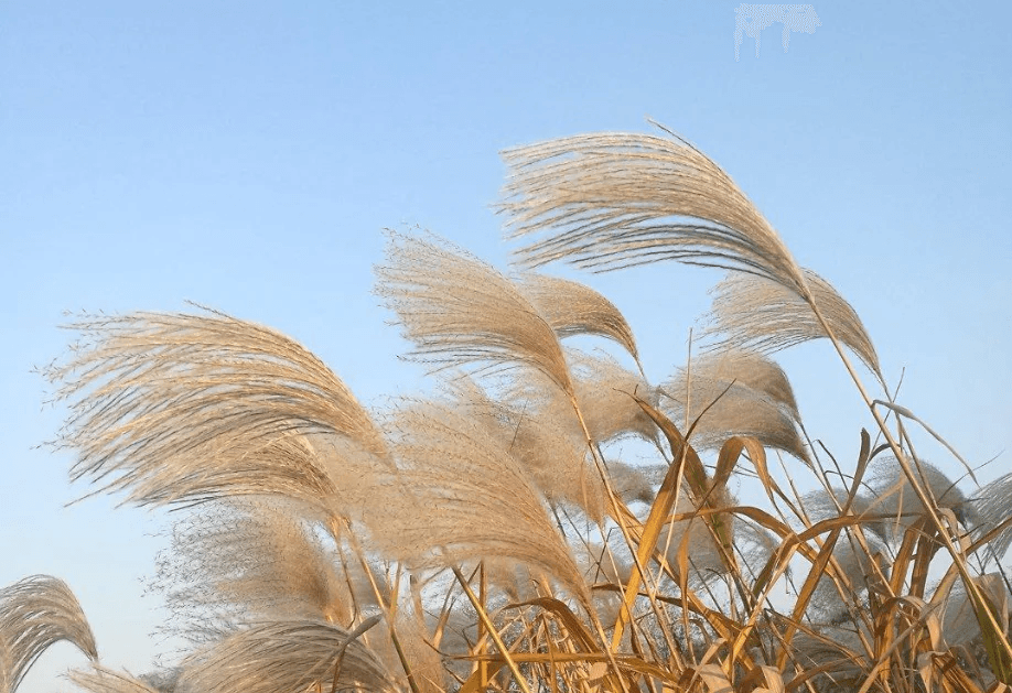 Syrin TKL - An HHKB TKL? image 2