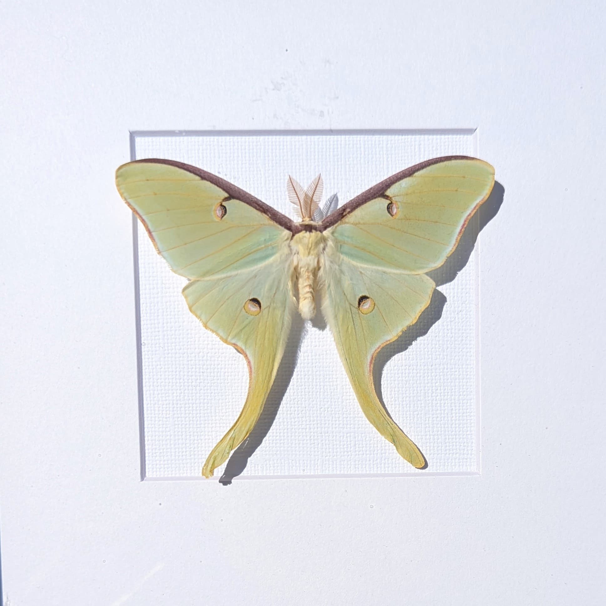 MW Pavilion | GB Cancelled, see 7/24/23 update for details image 5