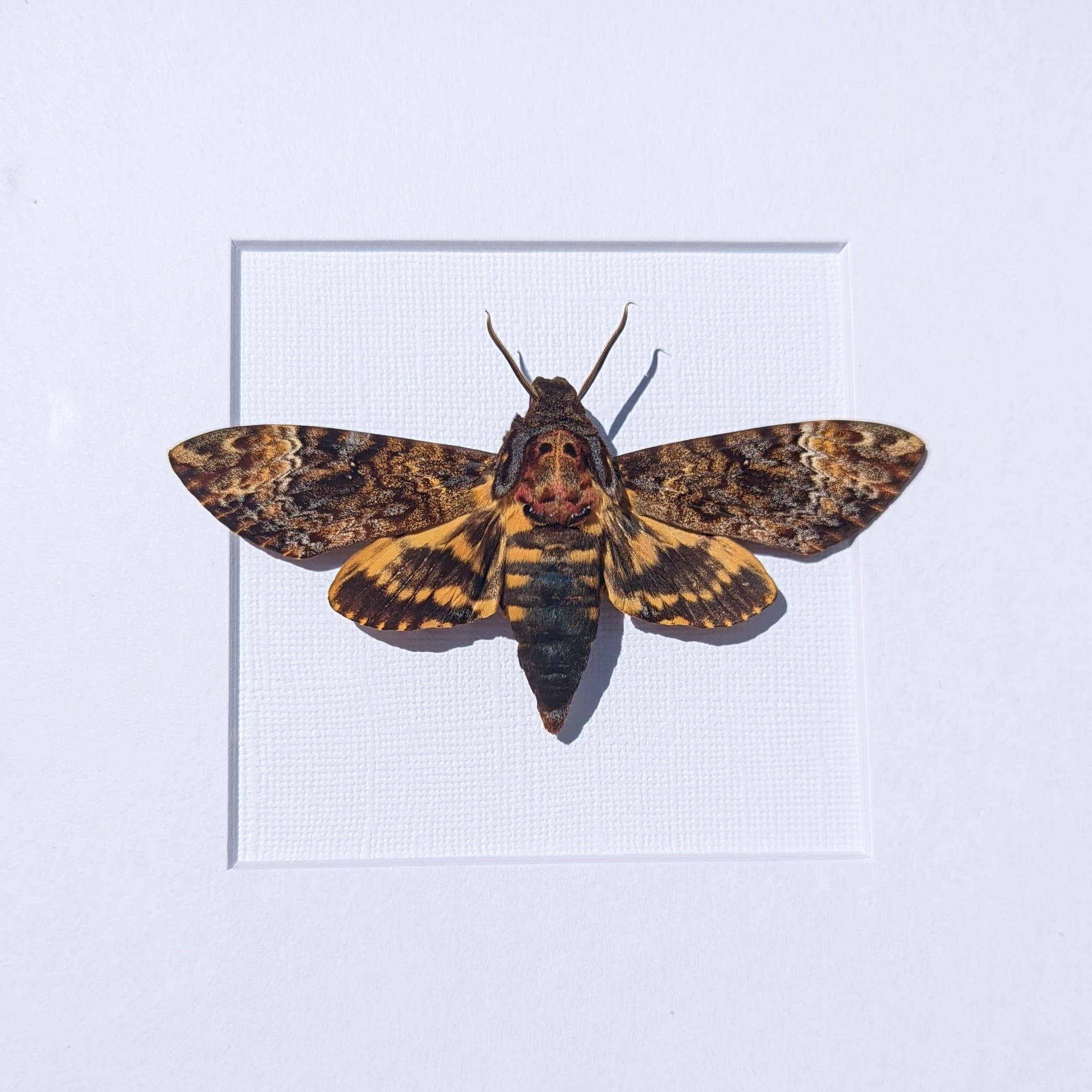 MW Pavilion | GB Cancelled, see 7/24/23 update for details image 6