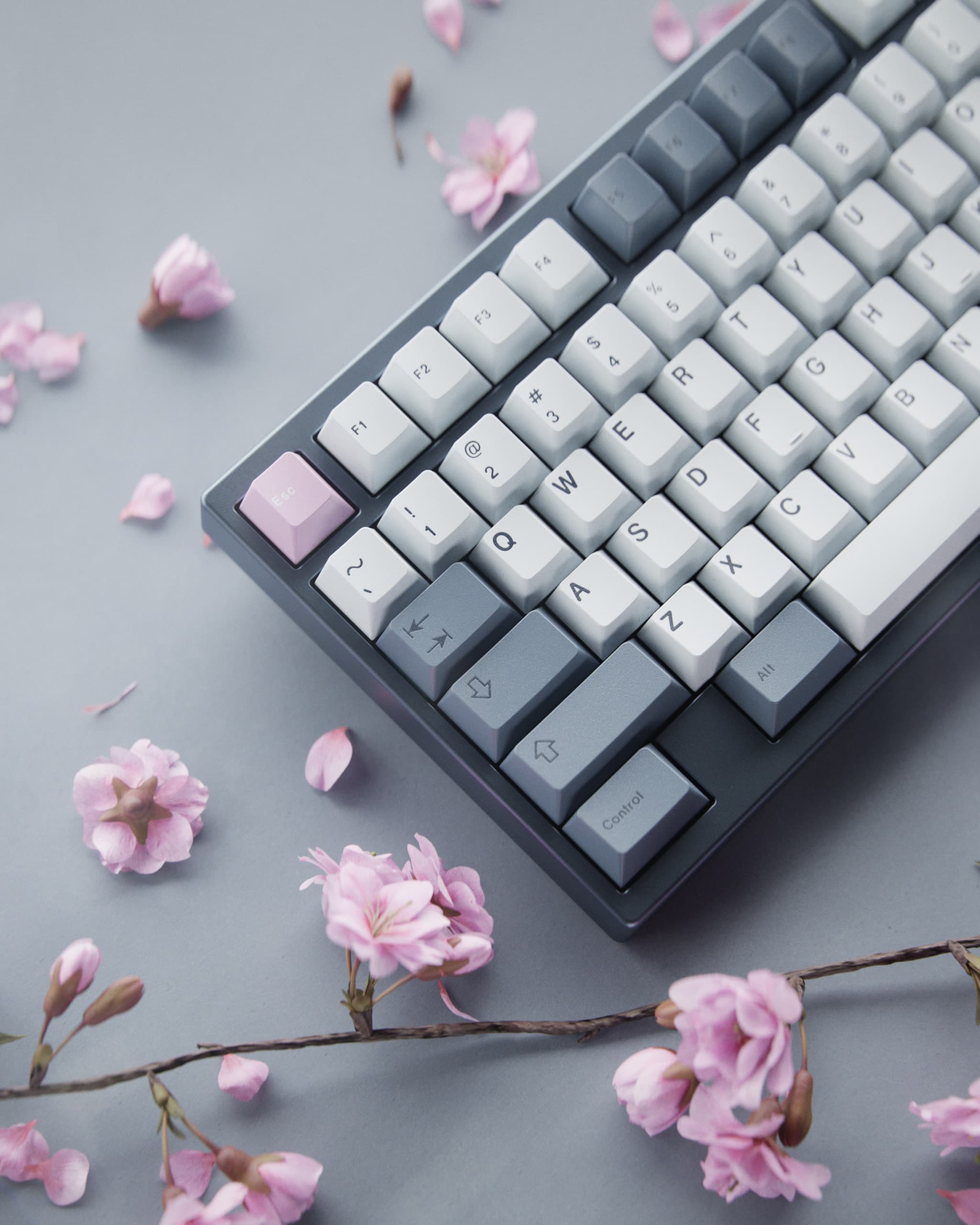 GMK Fuji | March 15th - April 15th
