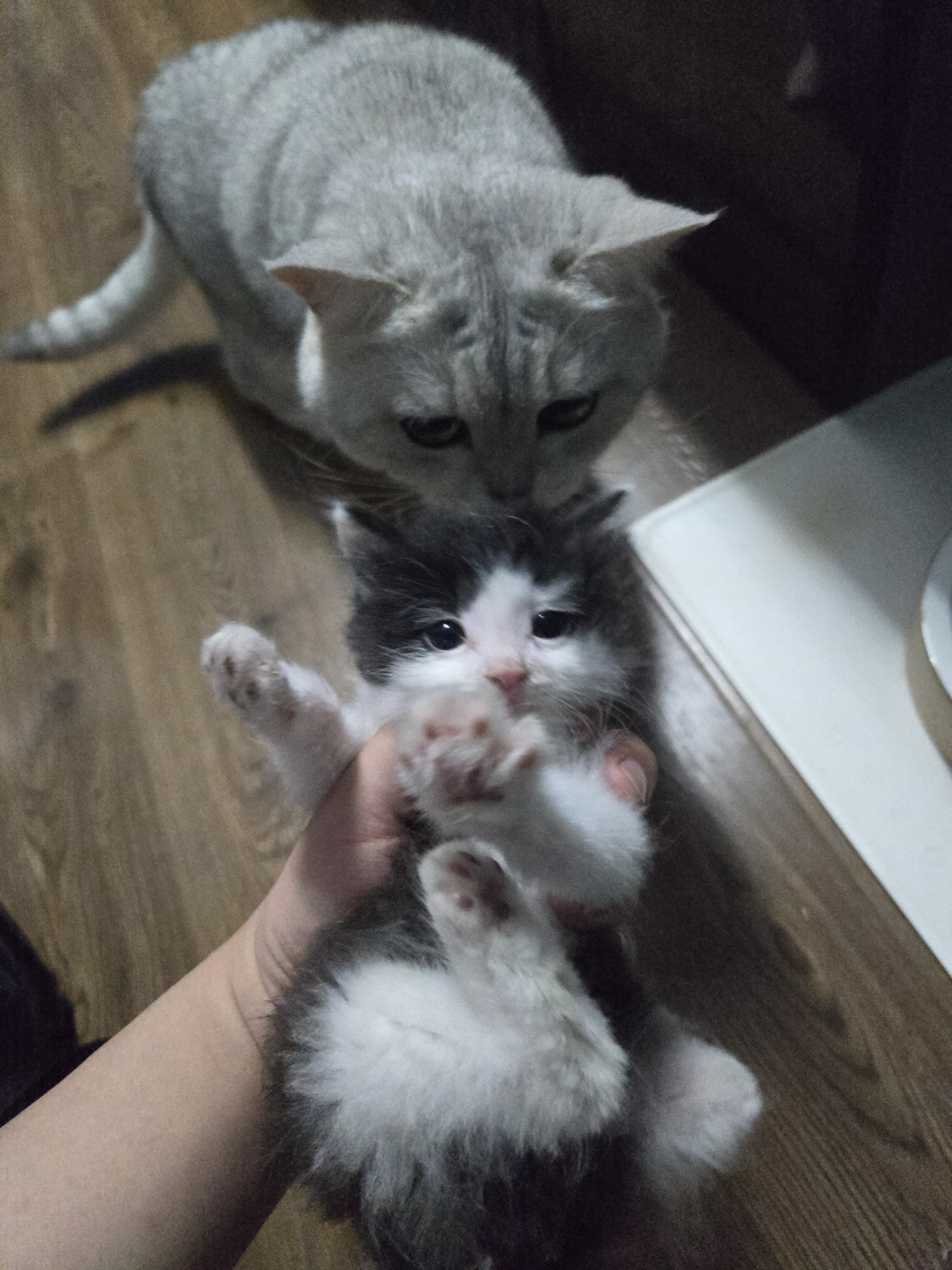 TUTKEYS C.C.C.C image 2