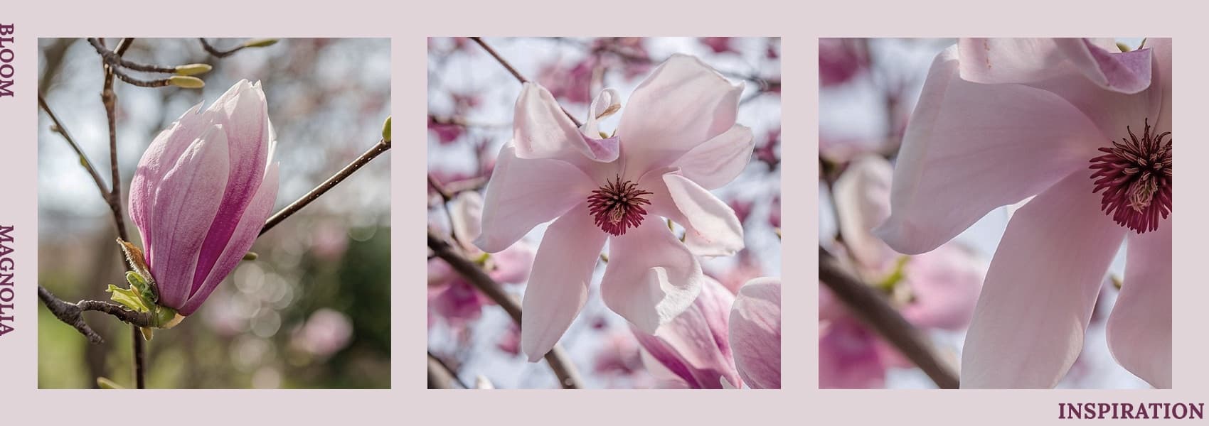 Key Kobo - BLOOM | Magnolia Elegance _ 2024_10_21_Group Buy image 2