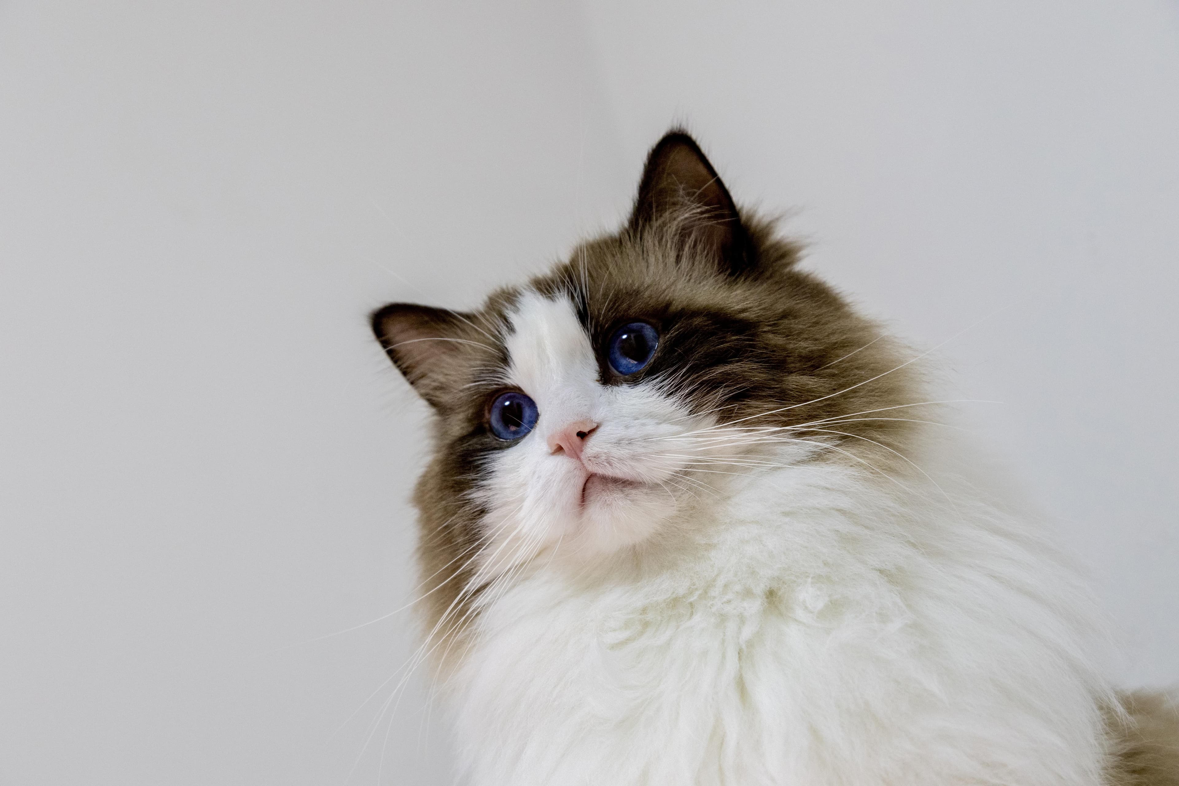 TUTKEYS Taro Bobo Keycaps image 2