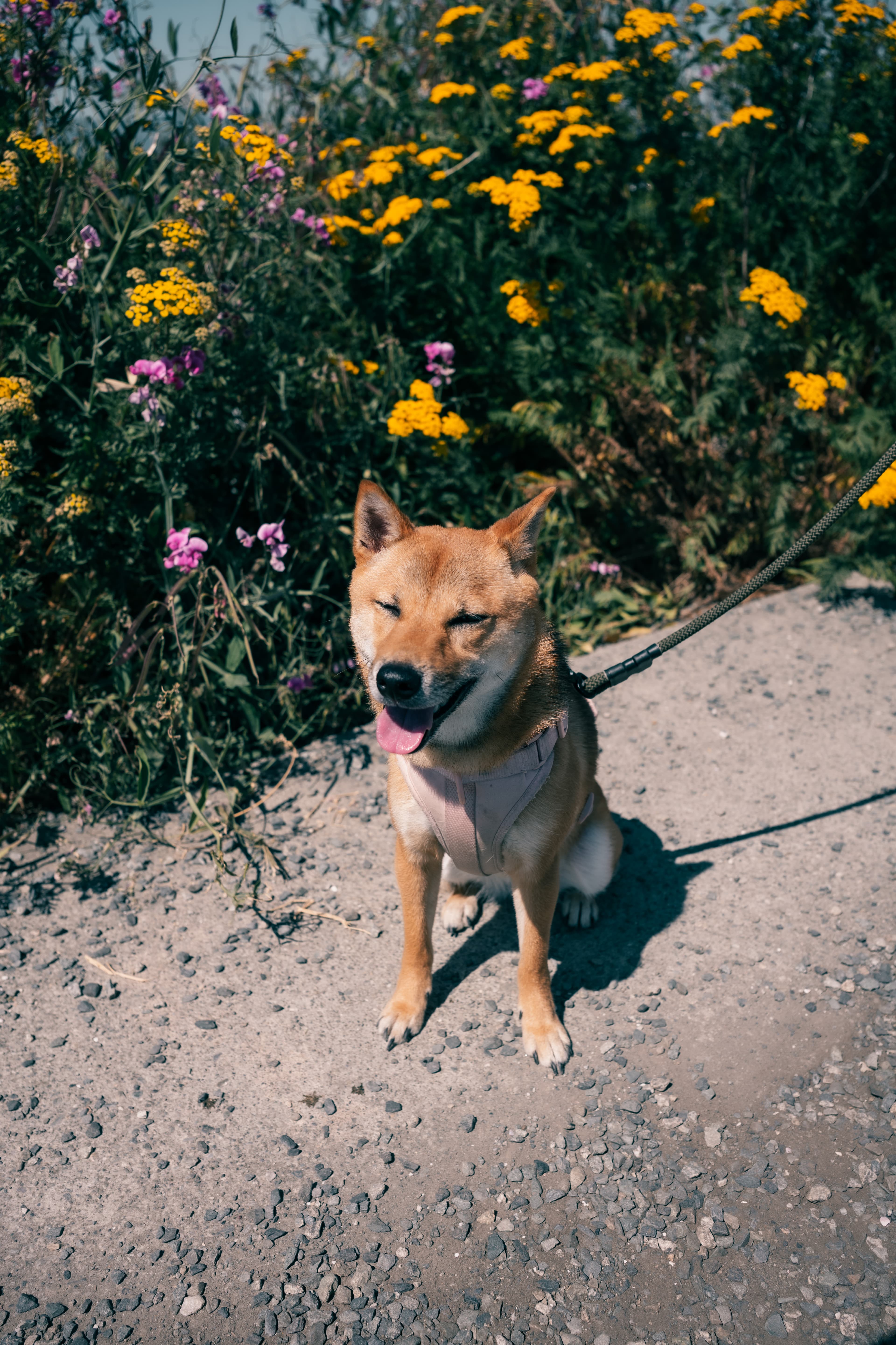 GMK Mika - Added Discord Server image 20