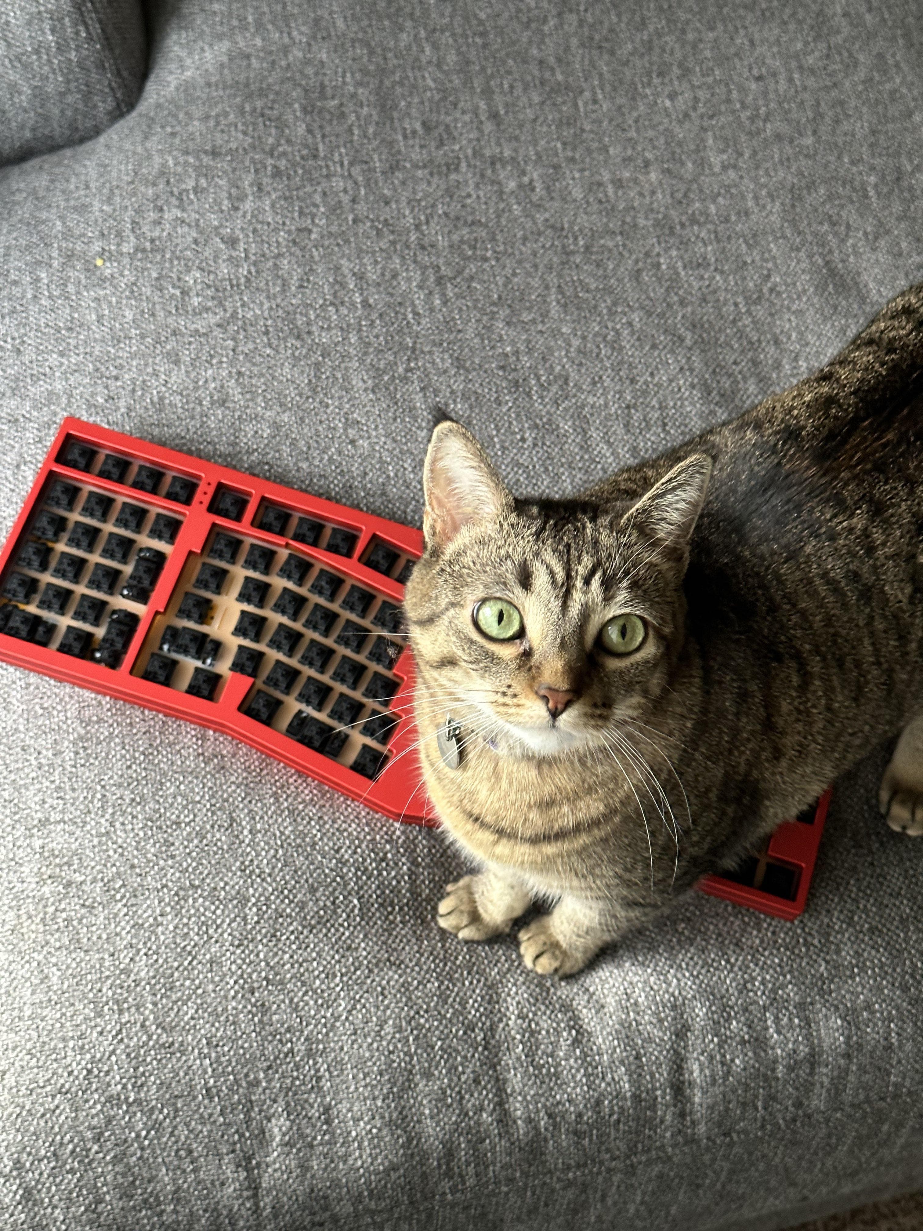 Compact Ergo - UPDATE: samples, streams, pricing, GB announcement image 10