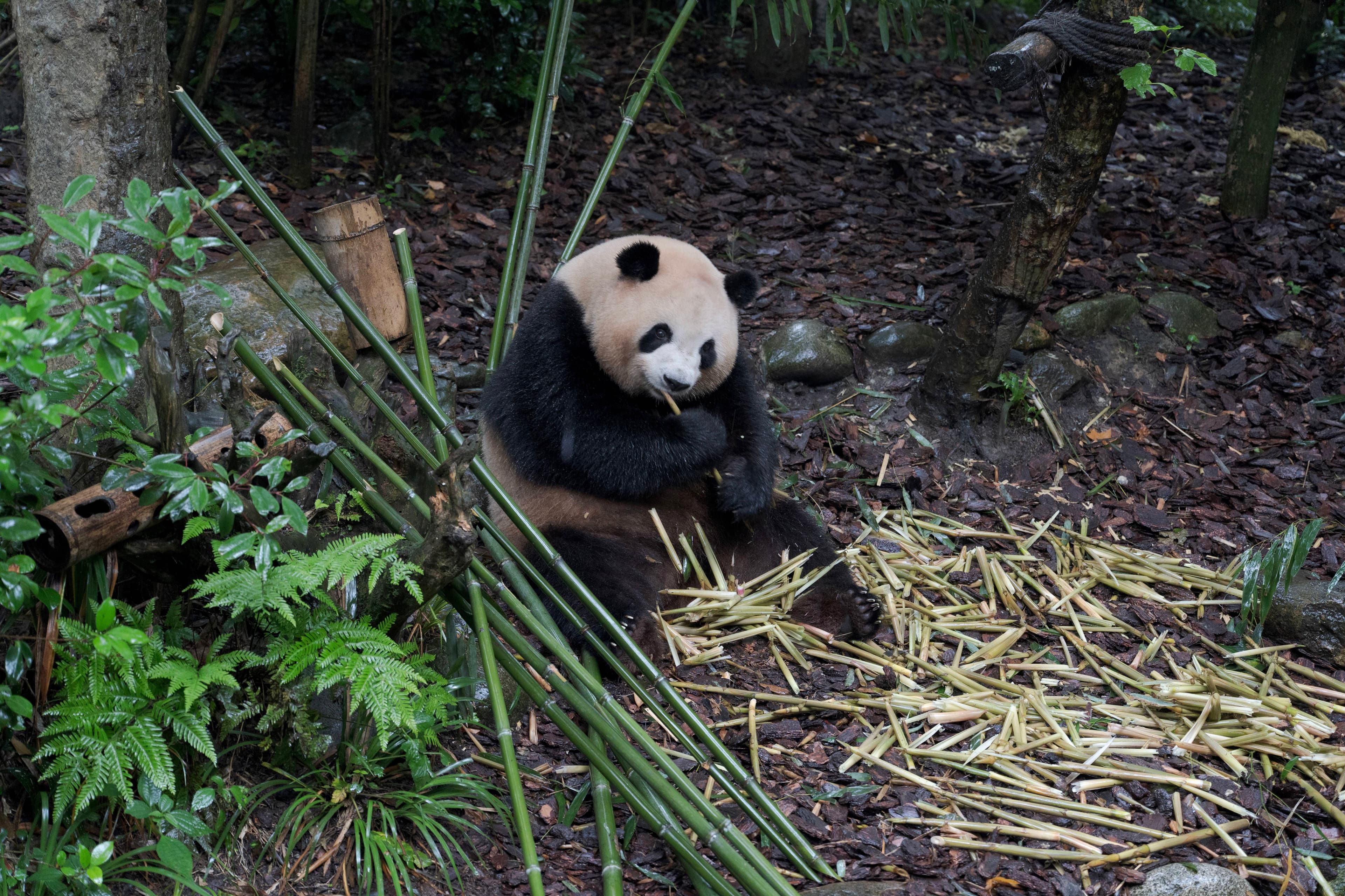 DesignerStudio Panda Drum Switches (Name updated) image 4