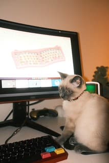 Nyawice | Apr. 17 🐈 image 30