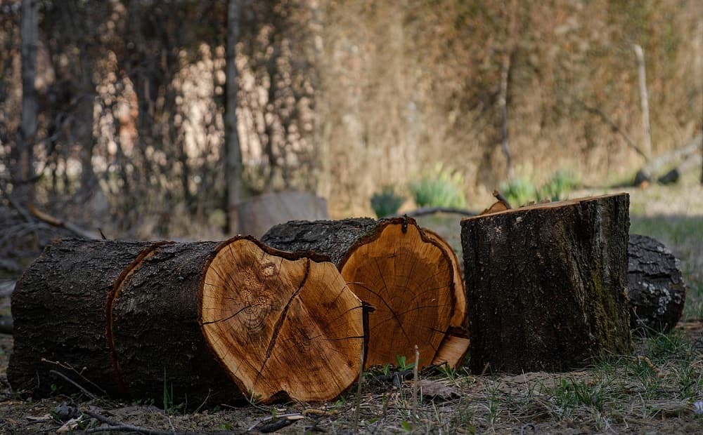 DSYK--Lumberjacks---GB Began
