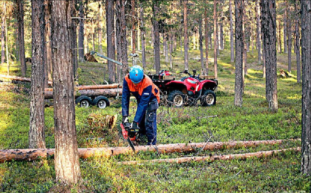 DSYK--Lumberjacks---GB Began image 2